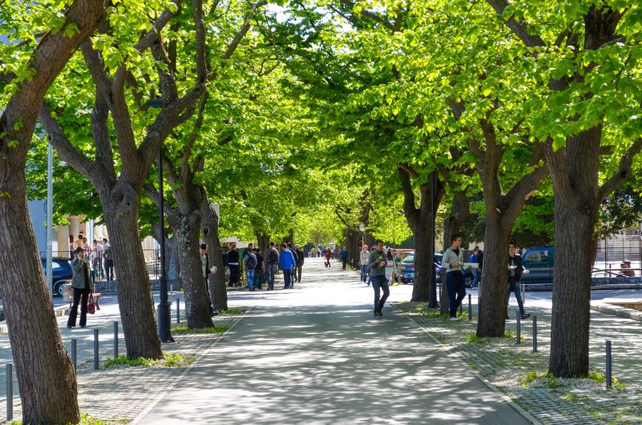 linda-renata-house-for-rent-prigradica-blato-linden-alley